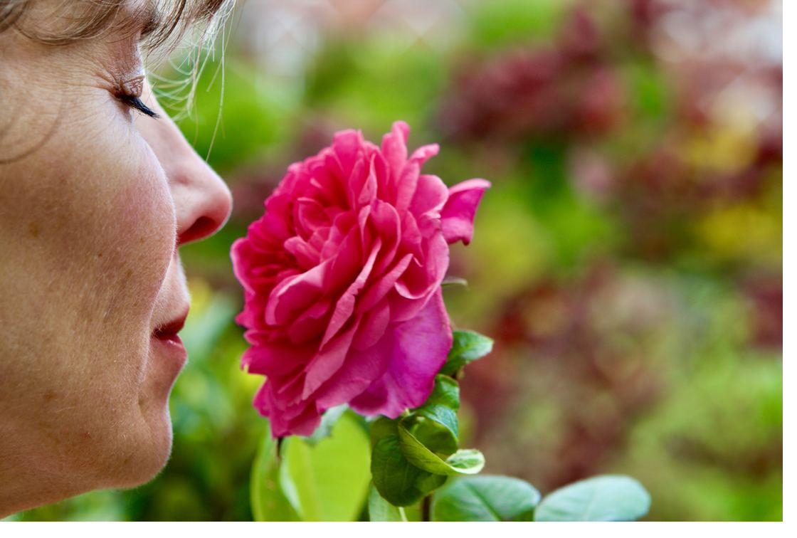The biodynamics of fragrance — smelling a rose