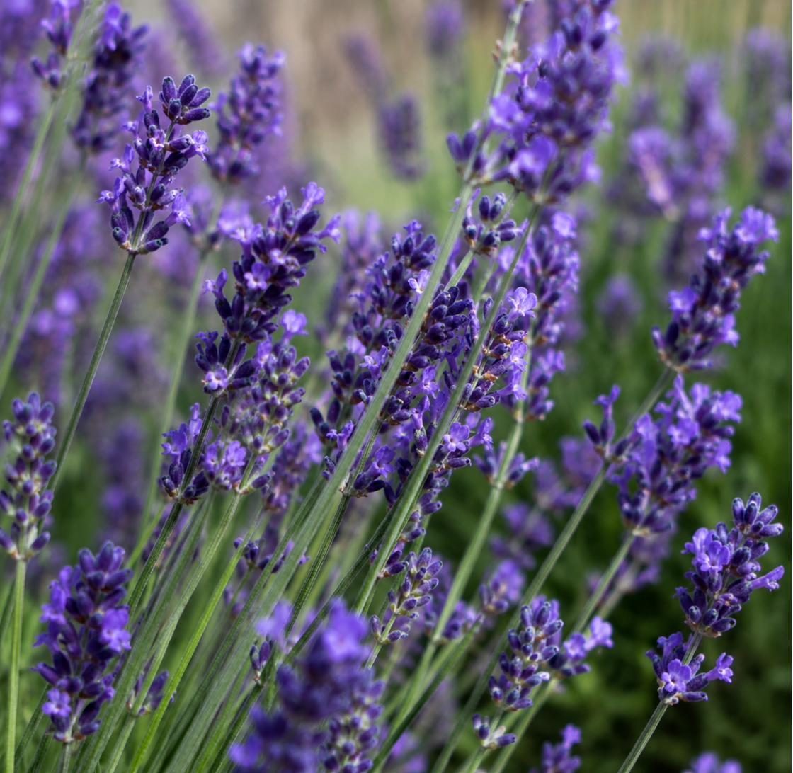 Lavender in flower