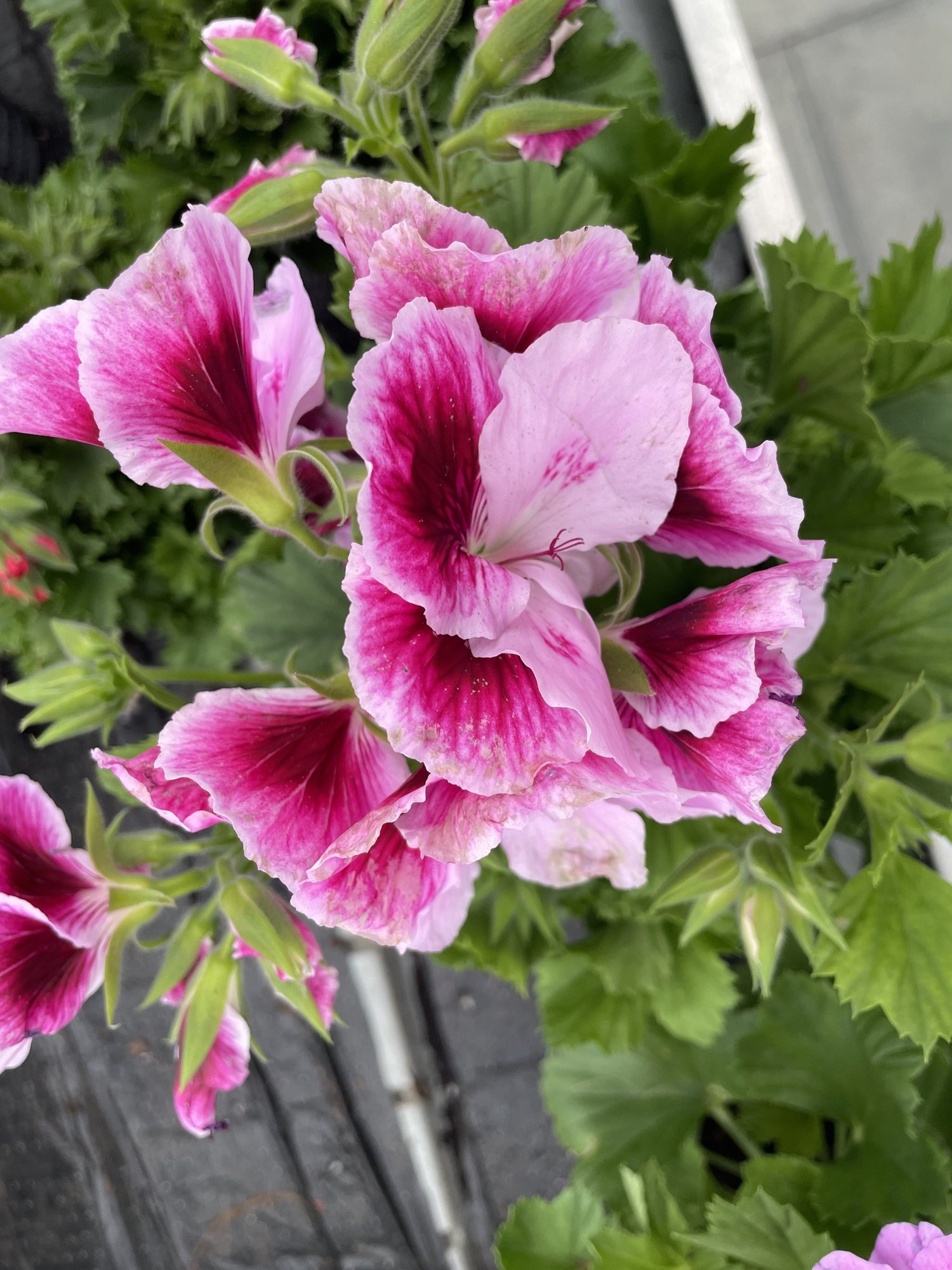Geranium in flower