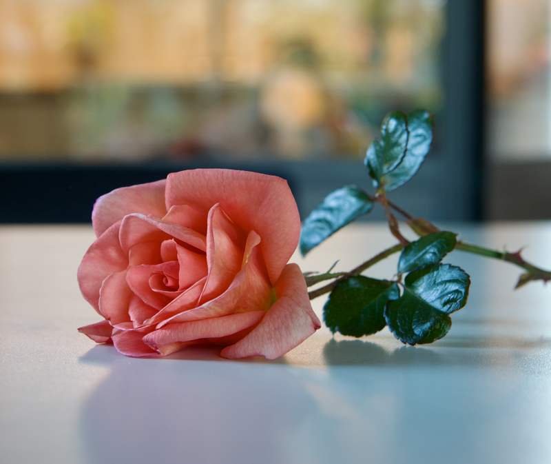 A single rose resting in soft light