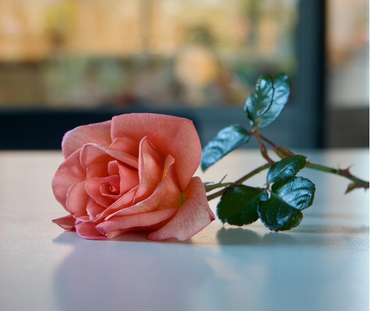 A rose from the garden