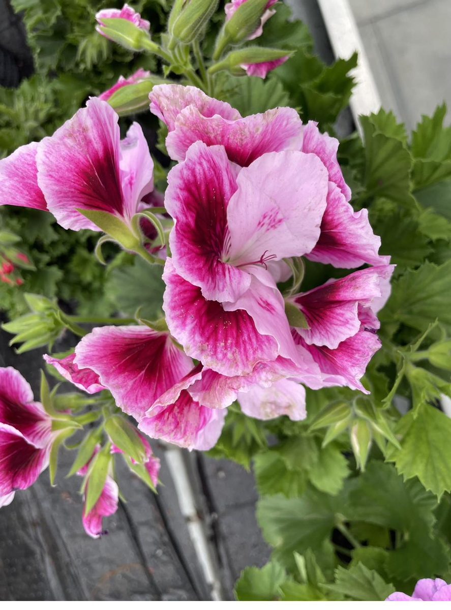 Geranium in flower
