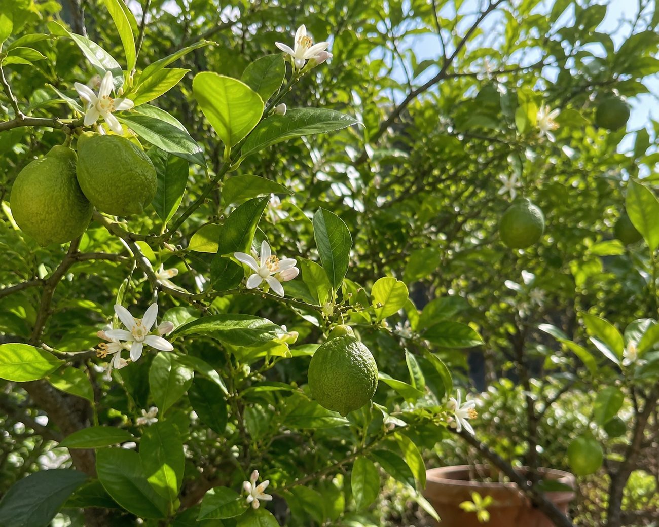 Citrus in blossom
